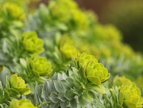 宿迁花卉绿植种植报价与世界上最奇特的进口花卉宿迁花卉绿植批发在哪里