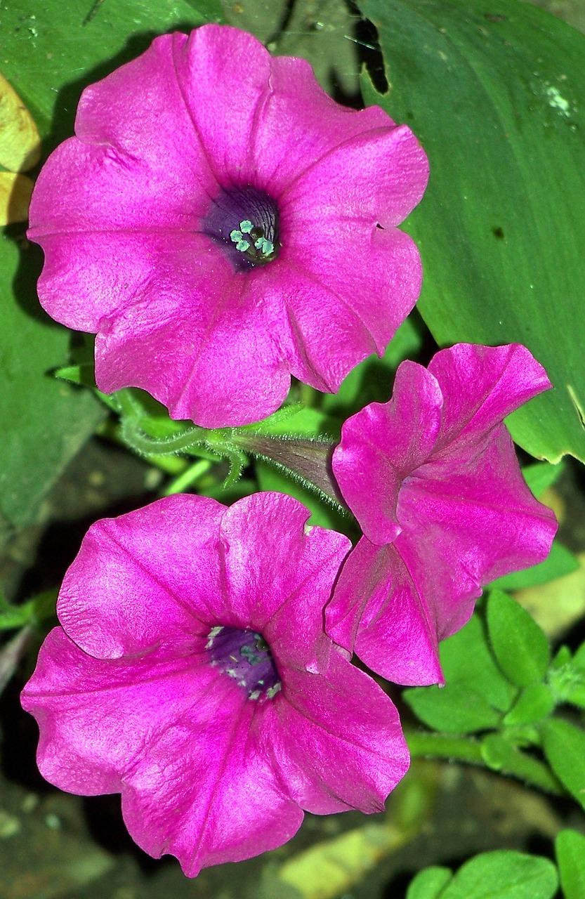 探索多彩世界中的独特花卉——寄生花卉、多年生花卉与可食用花卉寄生的花有哪些  第1张